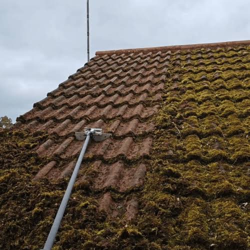 Moss Scraping
